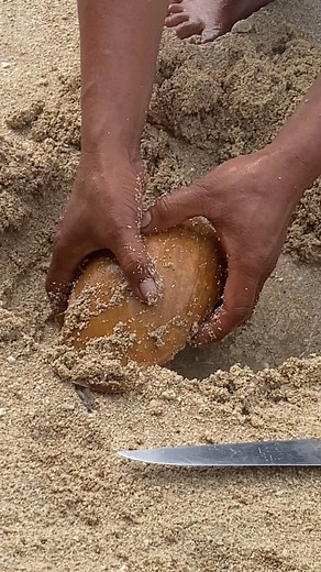 Giant Sea Shell | Denz Islle