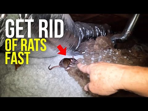 Ceiling FULL of RATS...Best way to find and remove rats and mice...
