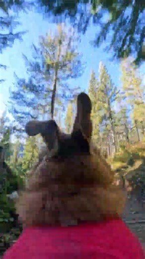 World's best MTB filmer? Who needs a videographer when you've got Turbo with a #GoProMAX2 🐕 Shop your MAX2 👀 GoPro.com/MAX2 🎥 $500 #GoProAwards recipient Evan Macalister | GoPro