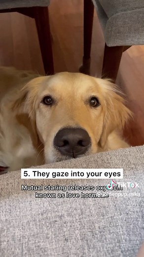 Heartwarming Bond Between Dogs and Their Humans