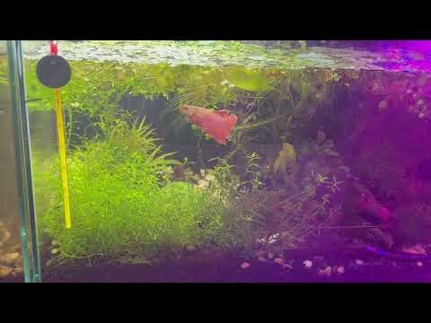 ✨ Myth Busting: "Betta fish have to live alone." ✨Not always! 🐟