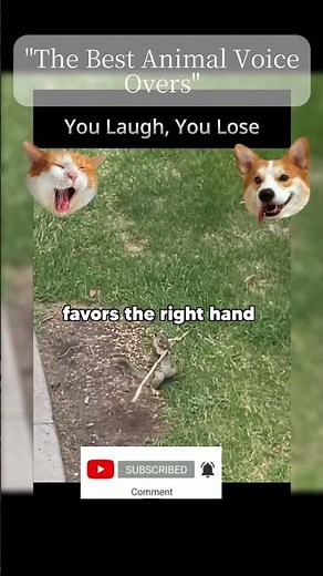 “When a Seagull Starts Screaming Like a Human 😂🎤”