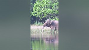 Elephant shadow shorts