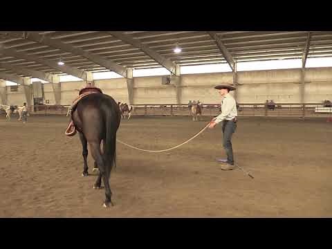 How To Lunge A Horse Correctly