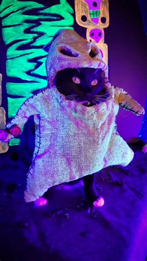 Well well well. What have we here? #Halloween #NightmareBeforeChristmas | Cat Cosplay