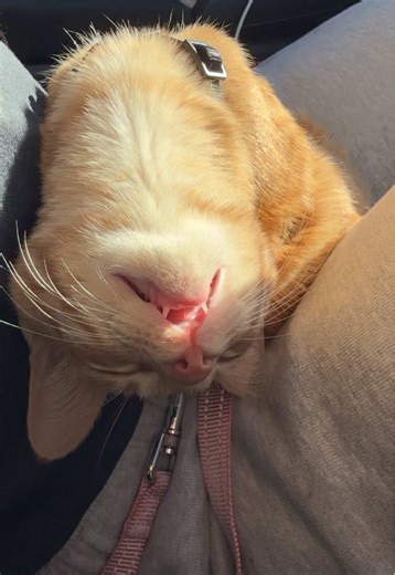 Oh Frankie #cat #cattok #catsoftiktok #kitten #kittensoftiktok