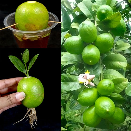 211K views · 2K reactions | How to Grow Lemon Tree from Cutting Lemon Fruit In A Water (New Techniques) | Tamanna Garden | Facebook