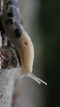 The Pacific banana slug is the second largest on Earth - growing to a length of about 20cm.