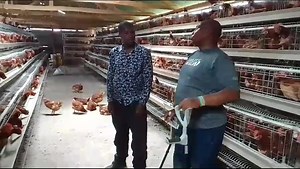 My chicken farm is doing excellent thanks to William Samoei Ruto for teaching us how to fish. William may have 3 million birds currently but I am sure he started small that is why just like my role model I have started small so that I will be like him in a decade. #the_global_geopolitician | Hon. David Ole Sankok The Global GeoPolitician