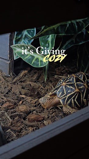 Star Tortoises Family | Ever wonder what makes a tortoise feel at home? 🐢💫 Do you think Zuko’s setup is cozy enough? A proper enclosure isn’t just for looks,... | Instagram