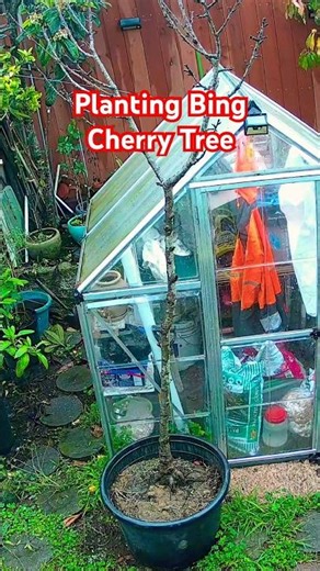🌱 Transplanting a Bing Cherry Tree from Pot to Ground 🌱