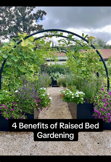 4 major benefits of raised-bed gardening 🌿 1.\tEasier to tend (can go anywhere there’s sun fewer weeds easier on your back) 2.\tMore productive (better soil, deeper roots, intensive planting, longer season) 3.\tMore protection from pests (slugs/snails/rabbits easy to add hoops/mesh) 4.\tLooks great year-round (adds structure makes the garden feel like an outdoor room) Want the full breakdown? 👉 Link in bio #raisedbedgardening #vegetablegardening #centraltexasgardening