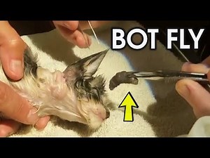 POOR KITTEN HAS BOTFLY LARVAE - REMOVED !!!