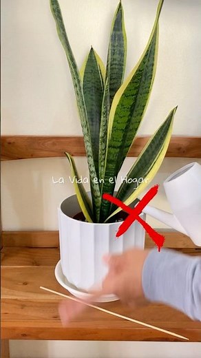 💚 El método que nunca falla 👌💦🪴#plantas