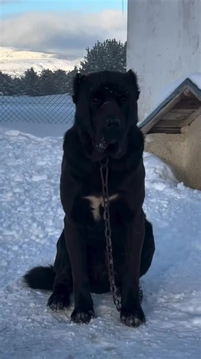 #isterseyapar #kangal_tr #çapar #kangal #akbaş | kangal