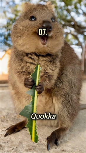 Top 10 Cutest Pets in the World 🌍😱😍❤️ #top10 #ranking #pets #animals #cute #shorts