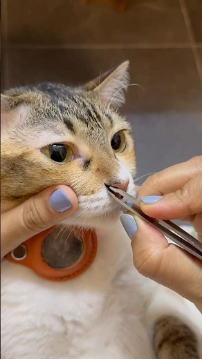 Cleaning molly’s nose part -7 .#catnosecleaning #cat #catcare #catlover #cat #catspa