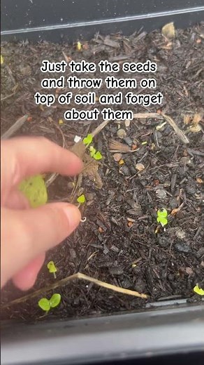 Hollyhocks one of the easiest flowers to grow and so beautiful when they bloom #hollyhocks
