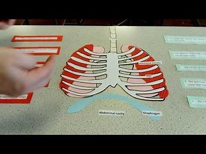 New OCR A Level Biology Spec Mammalian Exchange Surfaces (Lung Dissection) Lesson | Teaching Resources