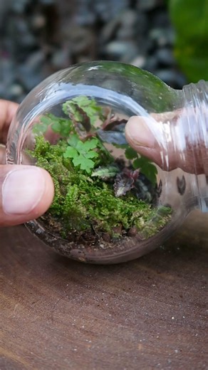 Making a mini terrarium🌿