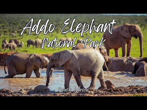FULL-DAY EXPERIENCE in Addo Elephant National Park, South Africa, Ultimate 4K travel guide!