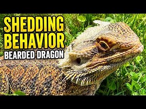Bearded Dragon Shedding Behavior