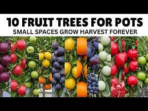 10 Best Fruit Trees for Pots & Small Spaces | Grow and Harvest for Years
