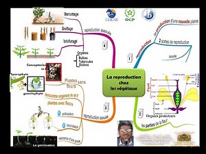 Schéma bilan de la reproduction sexuée et asexuée chez les végétaux
