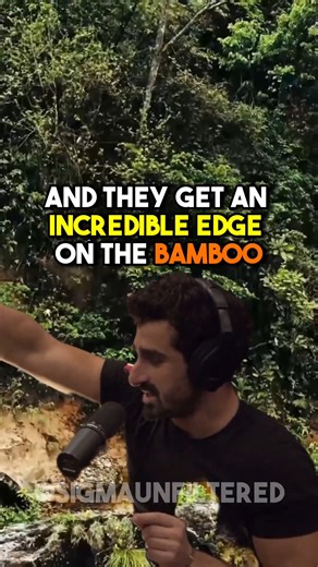 How Cannibal Tribes Prey On Humans | JRE featuring Paul Rosolie | #jre #amazon #tribes #paulrosolie #joerogan #podcast | The Joe Rogan Experience Fans