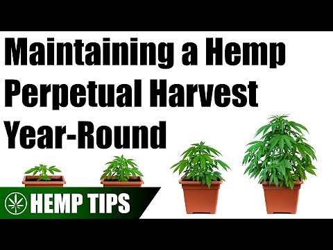 How to Setup a Basic Perpetual Hemp Harvest