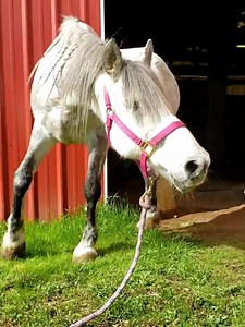 Brought Emma outside to enjoy the sunshine and grass for the first time since arriving at my place. It's a huge step even though her stall is on the other side of the wall. Nothing I could do besides stay calm and let her realize she's safe. Some tugging down on the lead rope helped her understand she could lower her head and eat the grass. I love how she kept focus on me the whole time ❤ | Endo the Blind