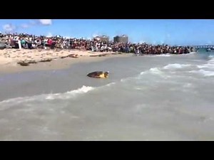 Rehabilitated turtles hit the surf off Juno Beach
