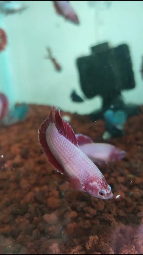 Beautiful Female Betta Fish | Peaceful Aquarium Moments 🐠✨