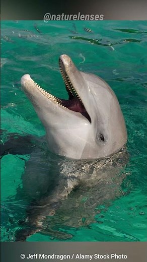 The Dark Side Of Dolphin