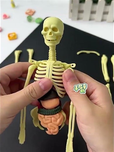 Human Anatomy 3D Puzzle Kids Educational Skeleton Organ Toy