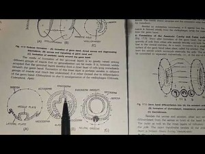 Early Embryonic Development In Insects
