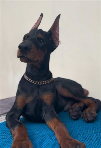 Dobermann Puppy Care Tips: Raising a Healthy Doberman Puppy
