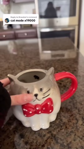 The cats have been moded #catmode