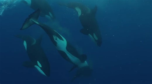 Rare video shows orcas teaching young how to hunt sunfish
