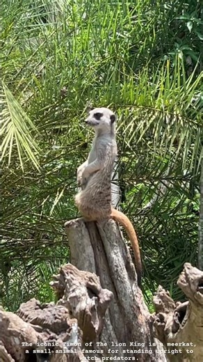 Timon may be small, fearless sentinels that stand guard to protect their family from predators.