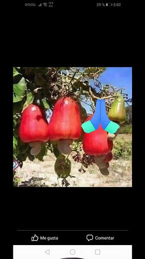 Exploring Fruit Processing Techniques: From Orchard to Bowl