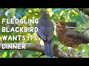 Fledgling Blackbird wants its dinner: calls and feeds