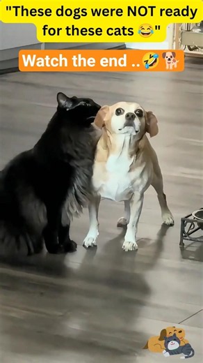 Top 6 Dogs Afraid of Cats 😂🐶🐱 | Funniest Dog & Cat Moments part 2 #cute funny #funnydogs #usa