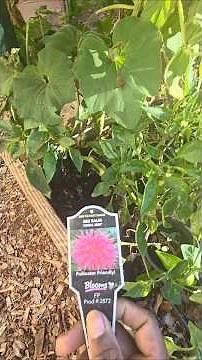 Where and how to plant "Bee Balm"