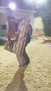 In the beginning of doing bite work with the wooden pallet. Ask about the protection and bite work courses in Anubis k9 facility DM us WhatsApp 201155556500 #k9 #workingk9 #workingbreed #workingdog #detectiondog | Anubis K9 Facility