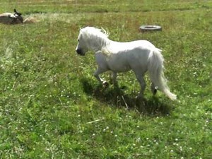 American Miniature Horse Stallion