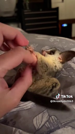 Understanding Galagos: The Cutest Nocturnal Animals