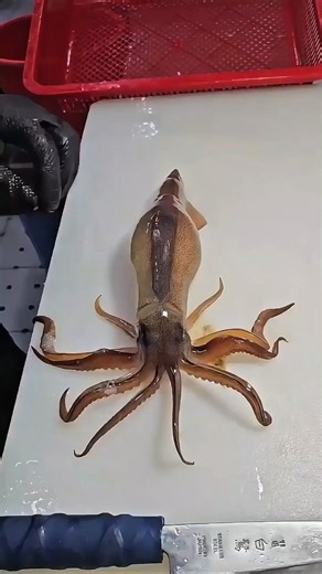 Why Does a Cuttlefish Change Color After It Stops Moving?