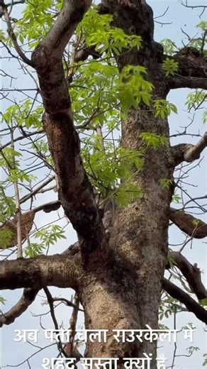 Bee in hive #trending #bihar #rourkela #odisha #india #railway