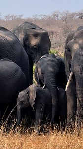 Elephant Cuddles 🥰🐘 #tsd | Wildest Kruger Sightings